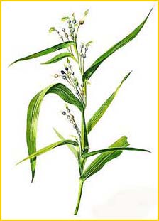   ( oix lacryma-jobi ) Flora de Filipinas 1880-1883 by Francisco Manuel Blanco   