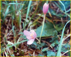   ( Colchicum fominii ),    