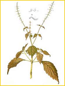  - ( oleus atropurpureus ) Flora de Filipinas 1880-1883 by Francisco Manuel Blanco   