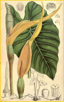     ( Colocasia esculenta  / antiquorum var. esculenta / Caladium esculentum ) Curtis's Botanical Magazine 