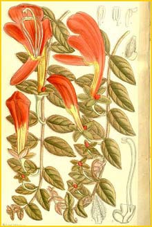   ( Columnea gloriosa ) Curtis's Botanical Magazine 1911