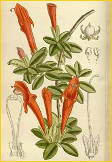   ( Columnea glabra ) Curtis's Botanical Magazine 1912