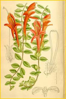   ( Columnea oerstediana ) Curtis's Botanical Magazine 1910
