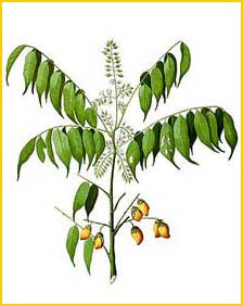   ( Connarus paniculatus ) Flora de Filipinas 1880-1883 by Francisco Manuel Blanco