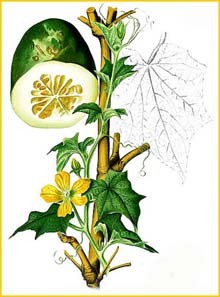  -   ( Benincasa  hispida ) Flora de Filipinas 1880-1883 by Francisco Manuel Blanco  