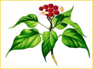   ( Bixa orelyana ) Flora de Filipinas 1880-1883 by Francisco Manuel Blanco  