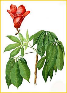   ( Bombax ceiba / malabaricum ) Flora de Filipinas 1880-1883 by Francisco Manuel Blanco  