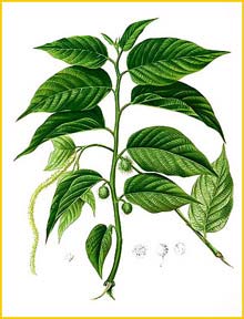   ( Broussonetia luzonica ) Flora de Filipinas 1880-1883 by Francisco Manuel Blanco  