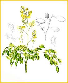   ( Caesalpinia crista ) Flora de Filipinas 1880-1883 by Francisco Manuel Blanco  