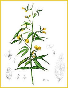  ( Cajanus cajan ) Flora de Filipinas 1880-1883 by Francisco Manuel Blanco  