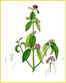   ( Callicarpa formosana ) Flora de Filipinas 1880-1883 by Francisco Manuel Blanco  
