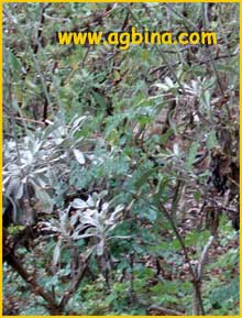 Эриогонум гигантский ф. прекрасный ( Eriogonum giganteum var. formosum ) 