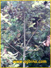      ( Lithocarpus densiflorus )