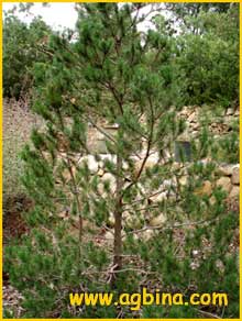    ( Pinus contorta ssp. bolanderi )