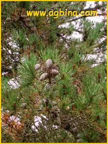     ( Pinus muricata )