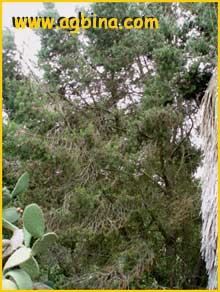   ( Pinus quadrifolia ) 