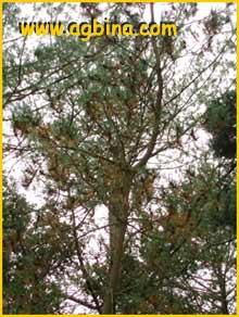   (Pinus remorata)