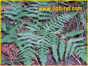    ( Pteridium alpinum  var.pubescens)