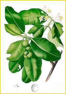  ( Calophyllum inophyllum ) Flora de Filipinas 1880-1883 by Francisco Manuel Blanco  
