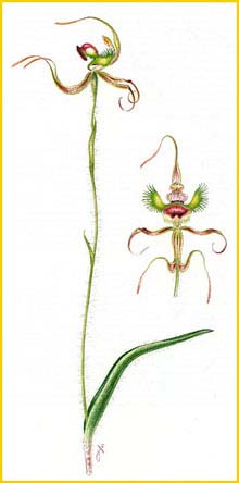  ( Caladenia lobata )
