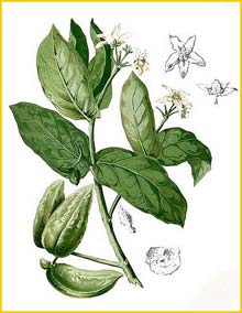   ( Calotropis gigantea ) Flora de Filipinas 1880-1883 by Francisco Manuel Blanco  
