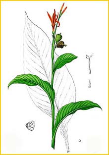   ( anna indica  ) Flora de Filipinas 1880-1883 by Francisco Manuel Blanco  
