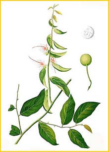   ( Capparis micracantha ) Flora de Filipinas 1880-1883 by Francisco Manuel Blanco  