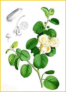    ( Capparis spinosa ) Flora de Filipinas 1880-1883 by Francisco Manuel Blanco