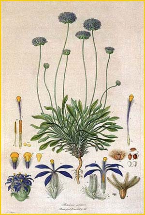   ( Brunonia australis / sericea ) Illustration by Ferdinand Bauer