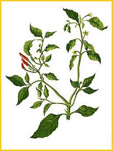   ( Capsicum minimum ) Flora de Filipinas 1880-1883 by Francisco Manuel Blanco  