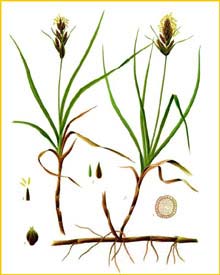   ( Carex arenaria ) Koehlers Medizinal-Pflanzen