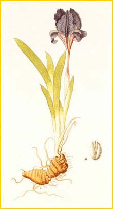   ( Iris pumila ) Nikolaus Joseph Jacquin 1773 Flor&#230; Austriac&#230;