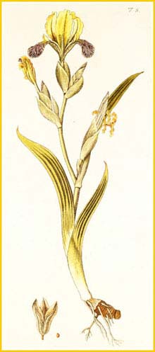  (Iris variegata) Nikolaus Joseph Jacquin 1773 Flor&#230; Austriac&#230;