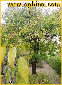    ( Rhamnus catharica )