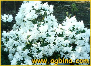    ( Rhododendron vietchianum )