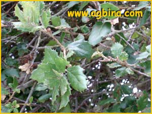   ( Quercus agrifolia )
