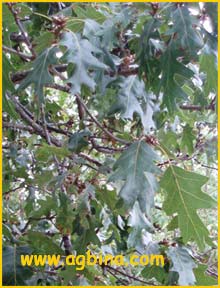    ( Quercus kellogii )
