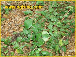   ( Ribes viburnifolium )