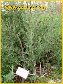 Шалфей  Брандеги ( Salvia brandegeei )