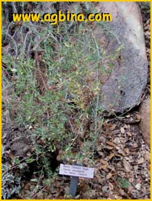 Шалфей  кливлендский ( Salvia clevelandii )