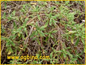 Шалфей  ( Salvia mellifera)