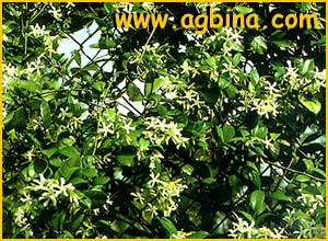    ( Trachelospermum jasminoides )