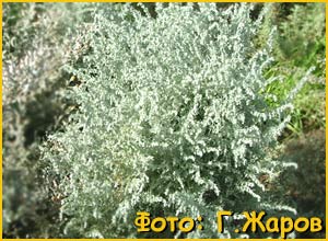 Artemisia austriaca (   )