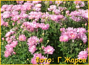    ( Chrysanthemum x koreanum )