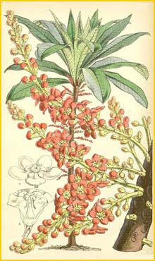    ( Clavija longifolia / ornata ) Curtis's Botanical Magazine
