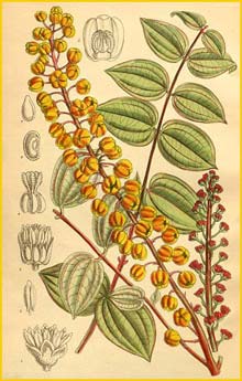    ( Coriaria terminalis ) Curtis's Botanical Magazine 1913