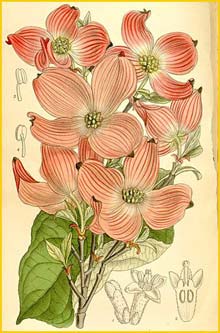   .  ( ornus florida f. rubra ) Curtis's Botanical Magazine 1910