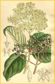   ( ornus macrophylla )  Curtis's Botanical Magazine 1909