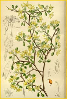   ( Corokia cotoneaster ) Curtis's Botanical Magazine 1912