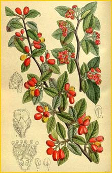   ( Cotoneaster franchetii ) Curtis's Botanical Magazine